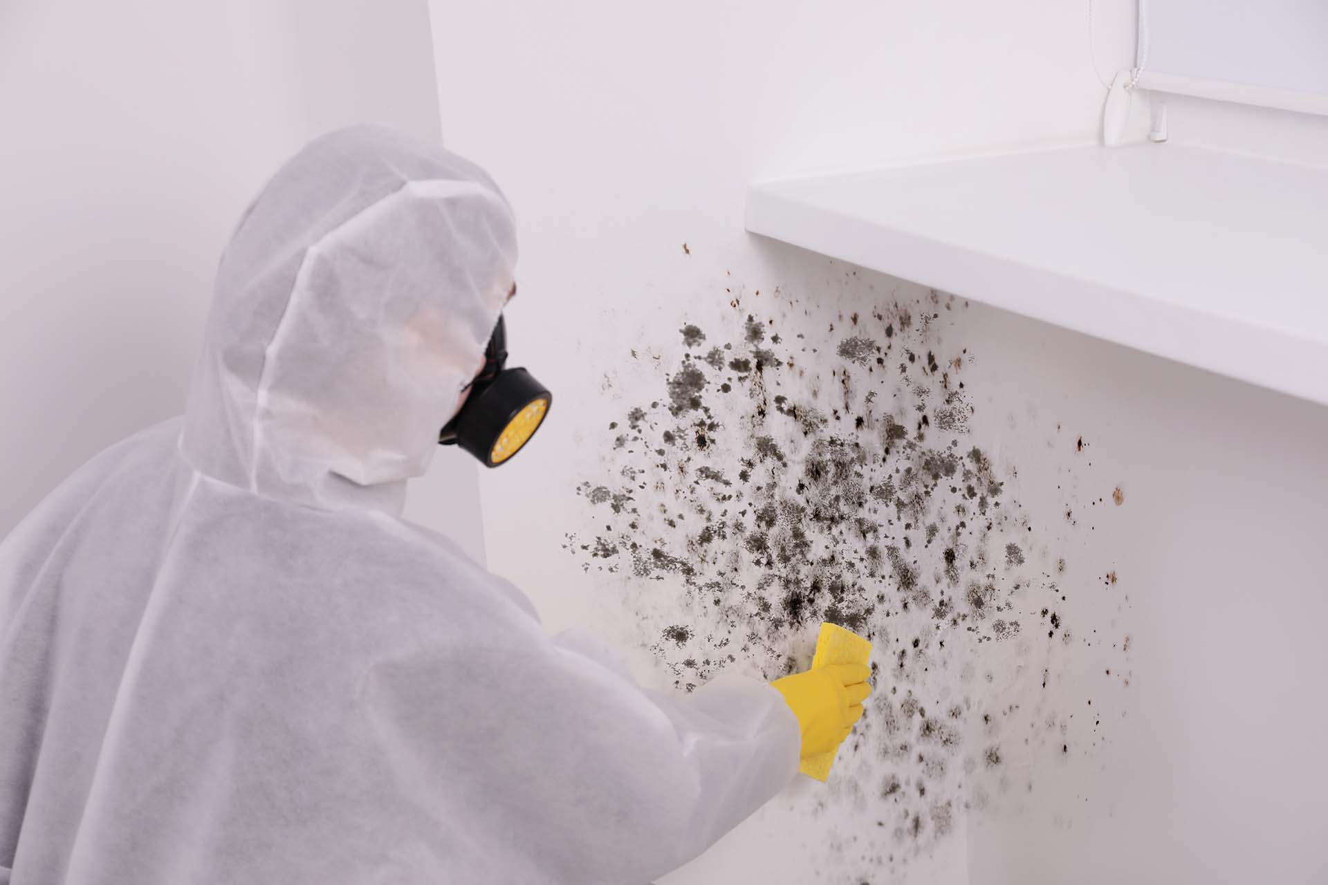 Tools used for **mold prevention and remediation** in Florida homes